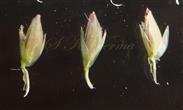  Spikelets
